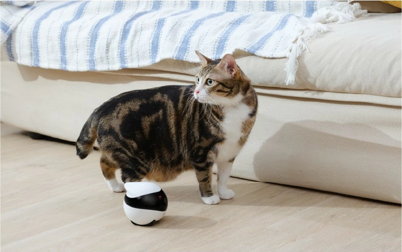 Robot për kafshë Enabot EBO SE, kamera 1080p, WiFi, app, natës, lazer