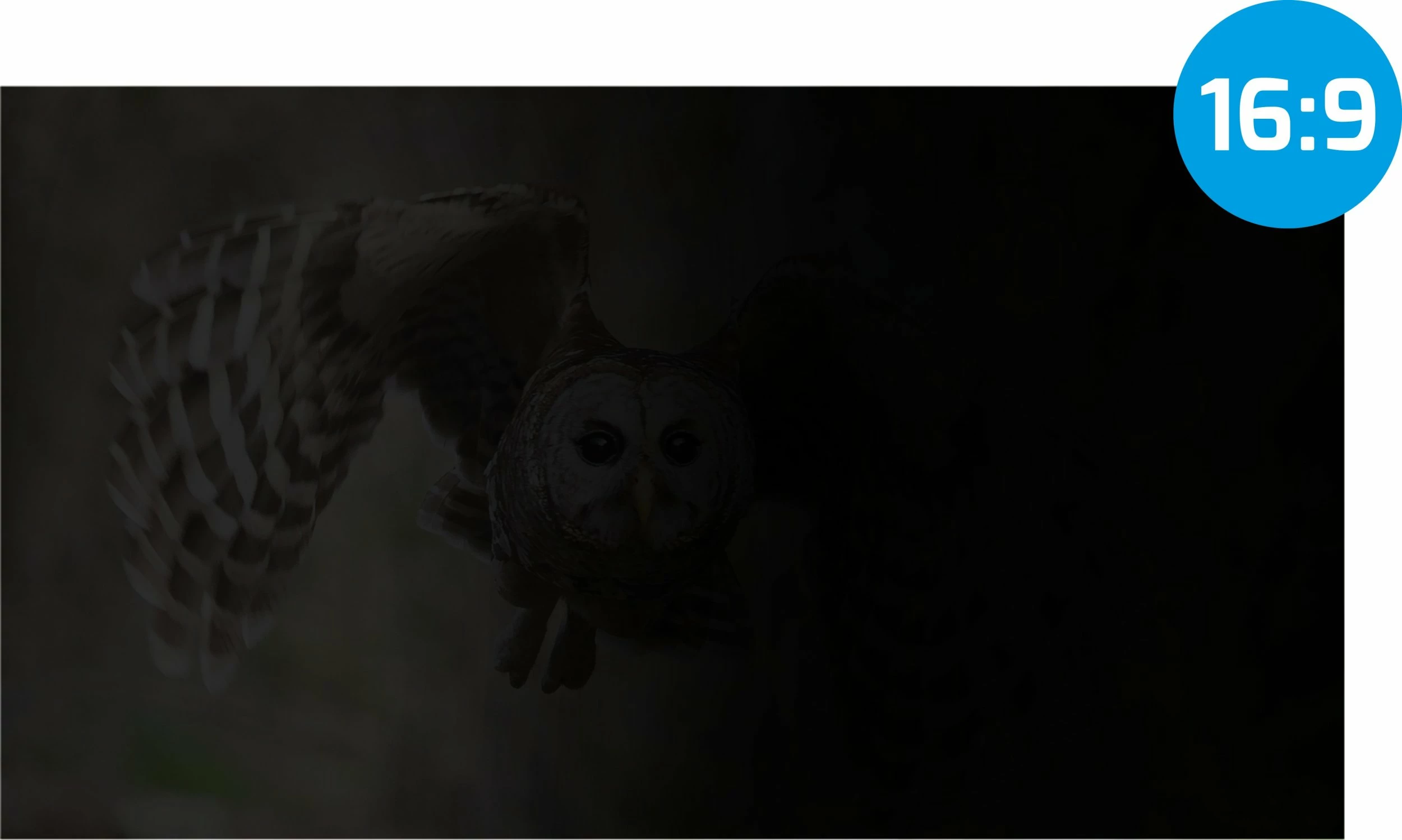 Filter privatësie për ekran Natec OWL NFP-2288 17.3\" 16:9