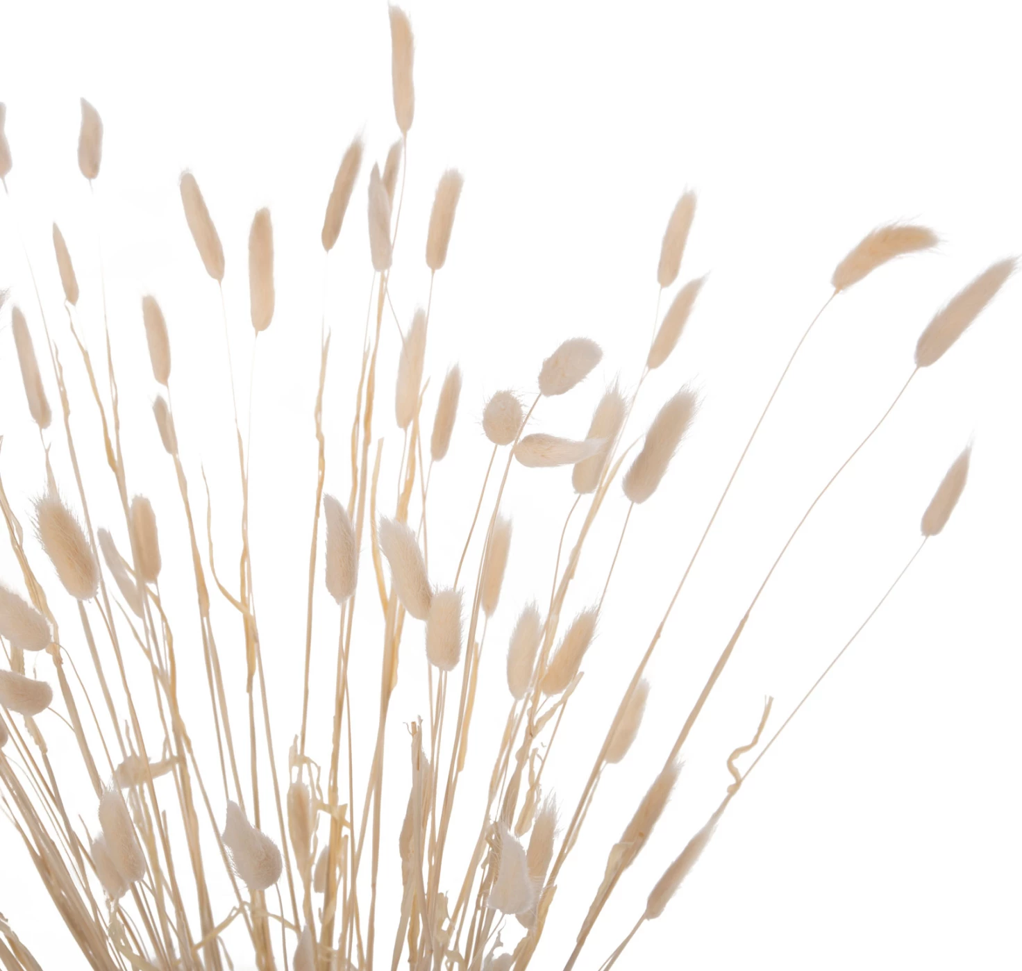 Buqetë dekorative e tharë, bisht lepuri, FH7959, krem, 76H cm