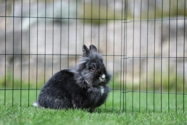 Kafaz modular metalik KERBL Run, 8 pjesë