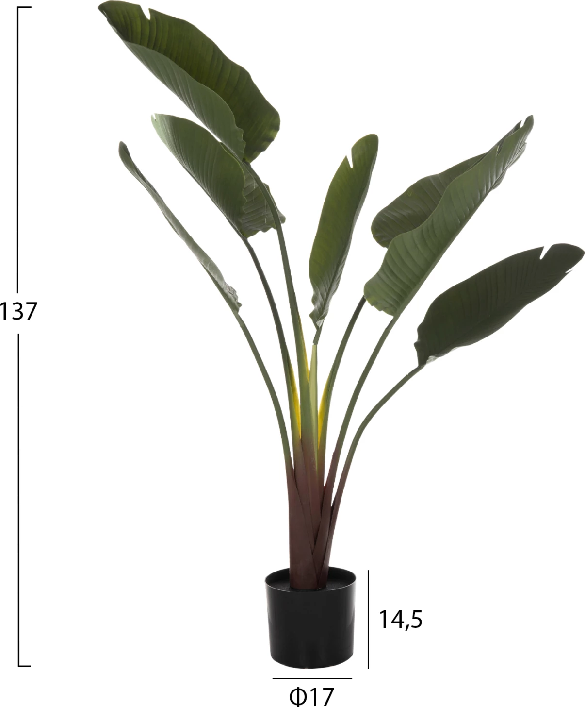 Bimë sintetike dekorative në vazo, FH7981, Strelitziaceae, Φ17x14,5-137Hcm