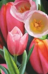 Kartolinë mini 3D Worth-Keeping Tulip Card 180178, 1 copë